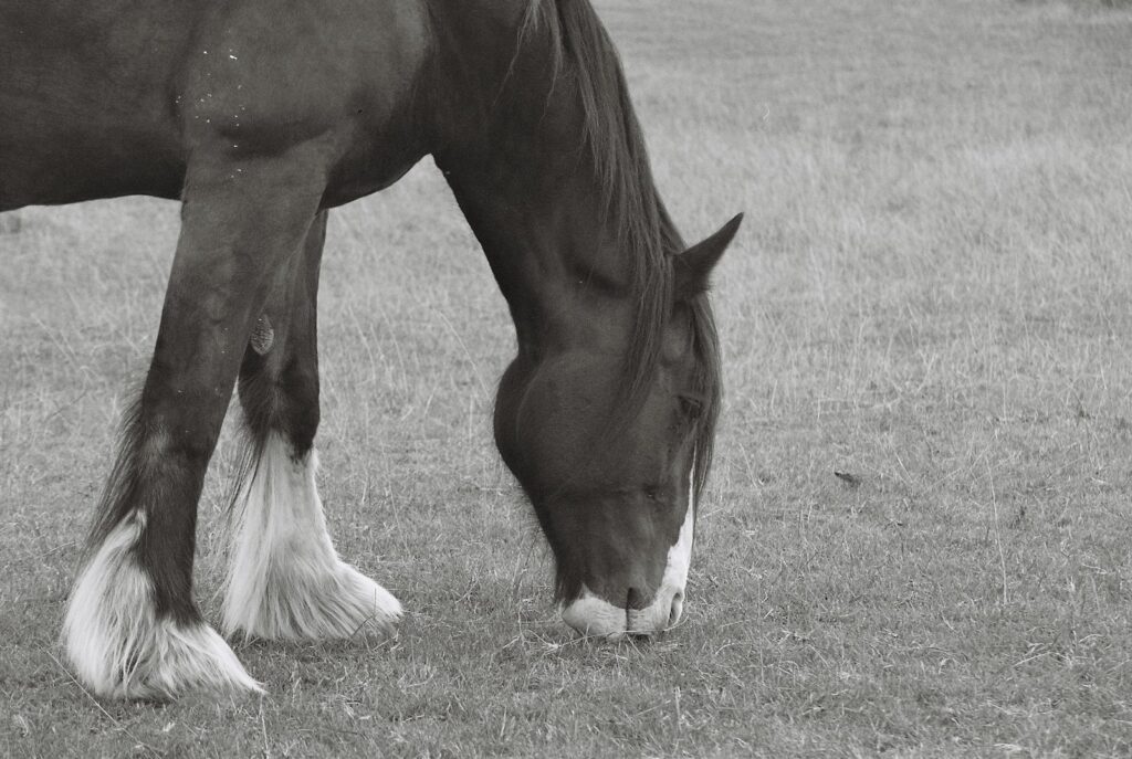 Horse with feathered legs grazing in a field of dry grass